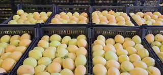Экспорт армянских абрикосов в Европу: 60 тонн отправляются в Польшу