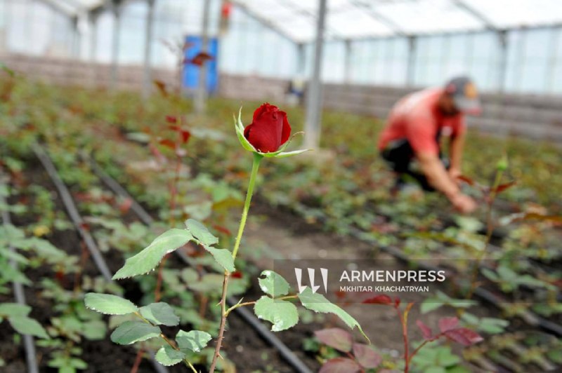 Нидерланды открывают крупнейший цветочный рынок Royal Flora Holland для армянских производителей, поддерживая экономику Еревана