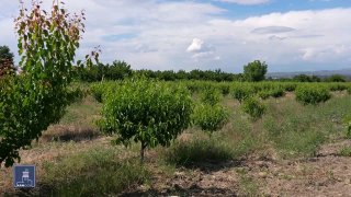 Фермеры Шенгавита могут получить кредиты под 0% по новой программе Минэкономики Армении